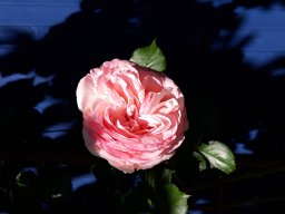 fleur blanc